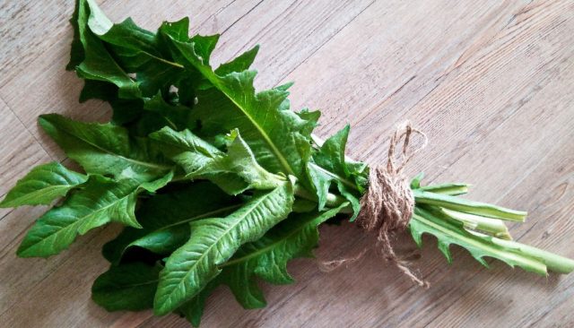 svazek čekanky obecné základ pro bylinkové pesto nebo salát pro vaše zdravá játra podporující zažívání